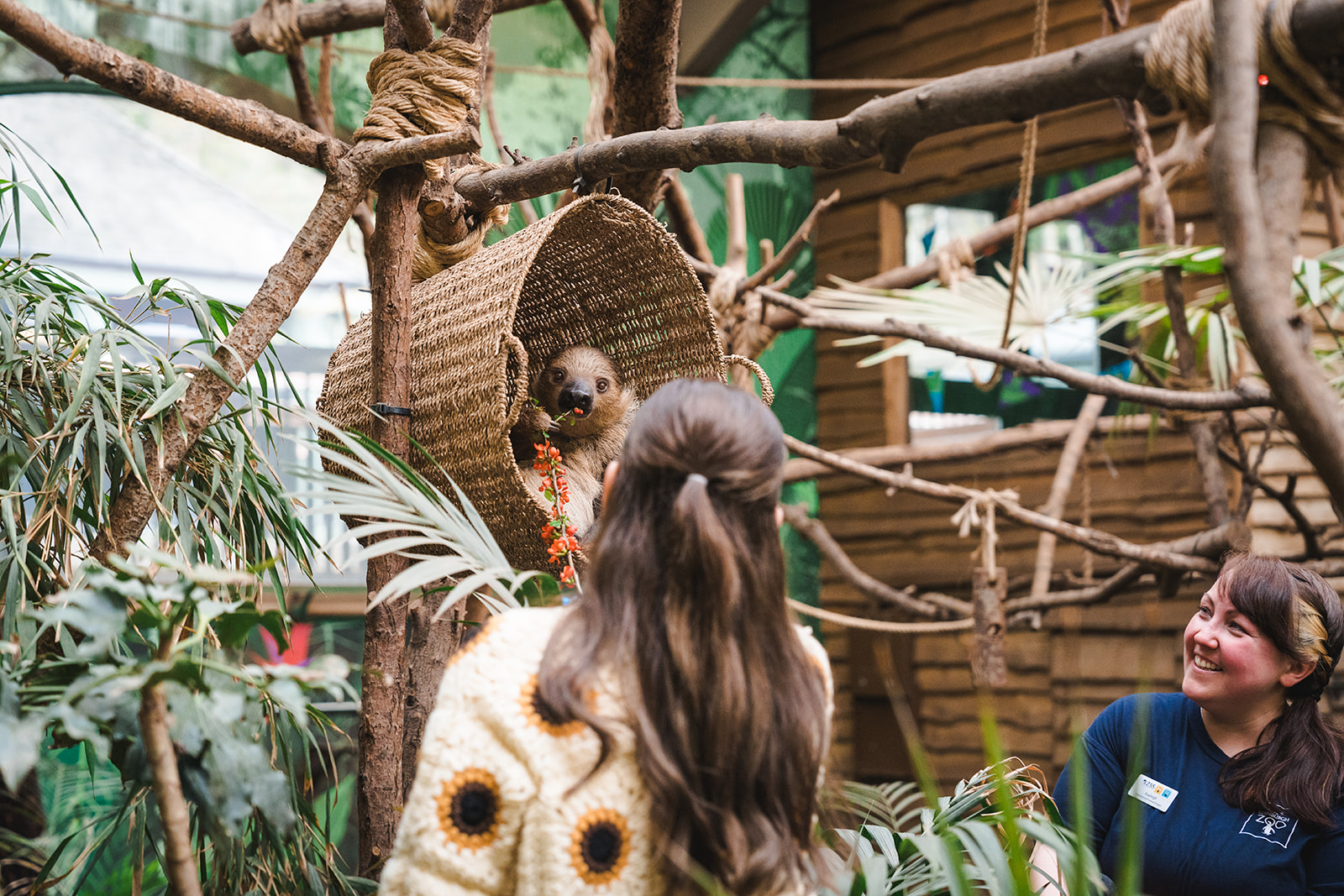 Edinburgh Zoo keeper experience with linnes two-toed sloth IMAGE: Rachel Hein 2024